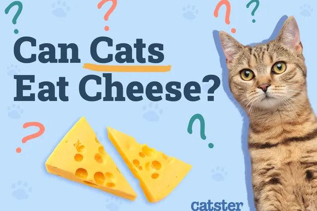 Can Cats Eat Cheese? Vet-Approved Facts & FAQ
