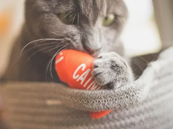 7 DIY Cat Kicker Toys You Can Make Today