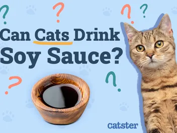 Can Cats Drink Soy Sauce? Vet-Approved Facts & FAQ