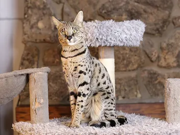 Who Are the Biggest Cats in the World? 2026 Records Update