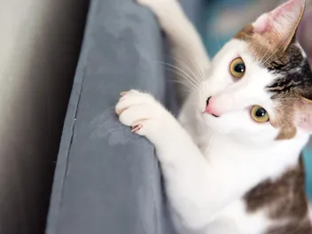 How to Stop a Cat from Scratching Furniture: 4 Vet Approved Methods