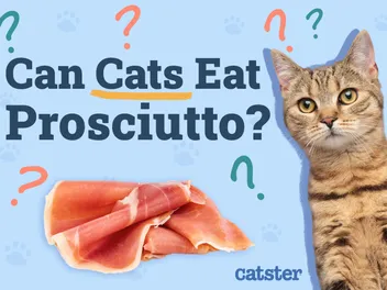 Can Cats Eat Prosciutto? Vet-Approved Nutritional Advice & FAQ