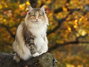 What Kind of Cat Breed Was Professor McGonagall in Harry Potter? Movie Facts