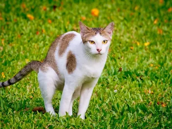How Do I Tell If My Cat Is Constipated? 8 Vet-Reviewed Signs to Watch For