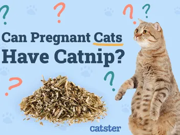 Can Pregnant Cats Have Catnip? Vet-Verified Risks & Safety Guide