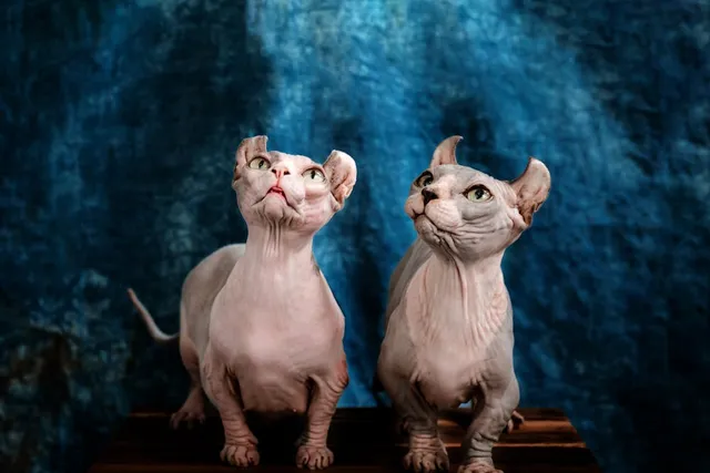 Dwelf Cat: Info, Pictures, Temperament & Traits