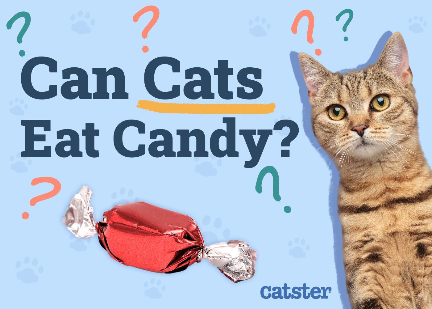 Can Cats Eat Candy