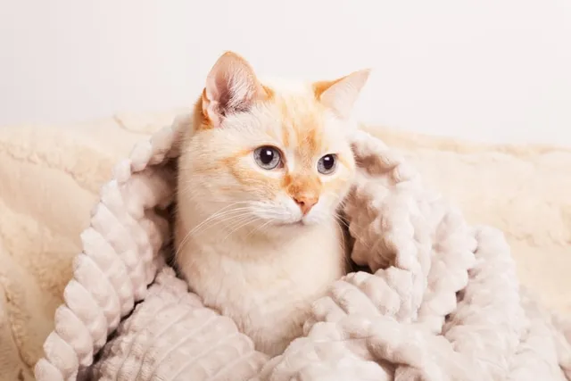 10 Cat-Friendly Hotels in Chicago (2026 Update)