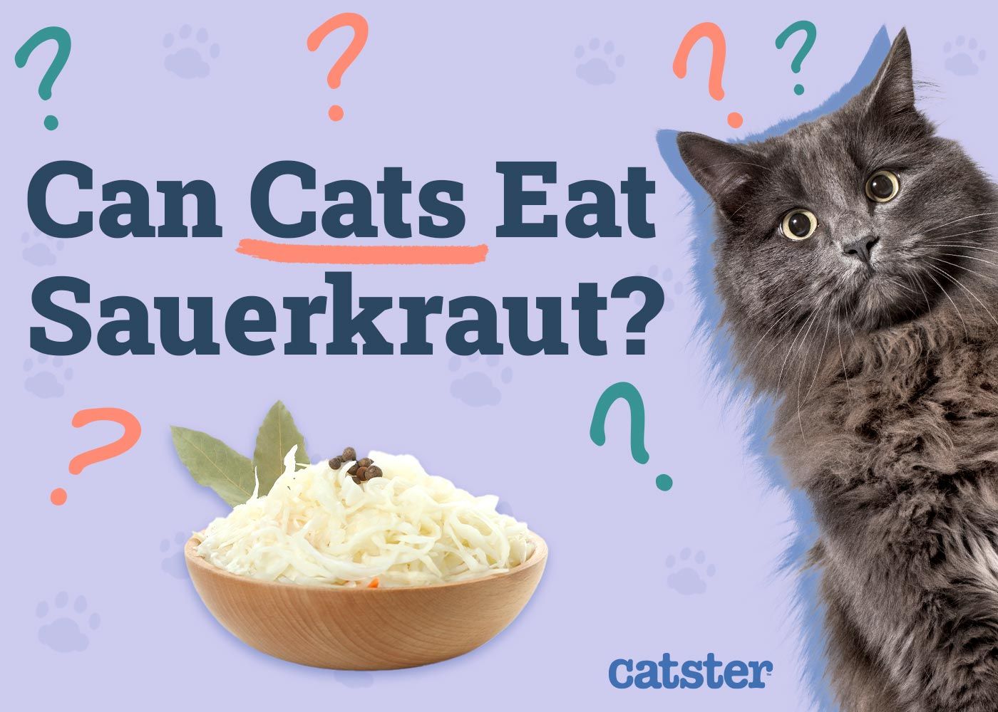 Can Cats Eat Sauerkraut