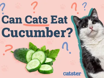 Can Cats Eat Cucumber? Vet-Reviewed Nutrition and Safety