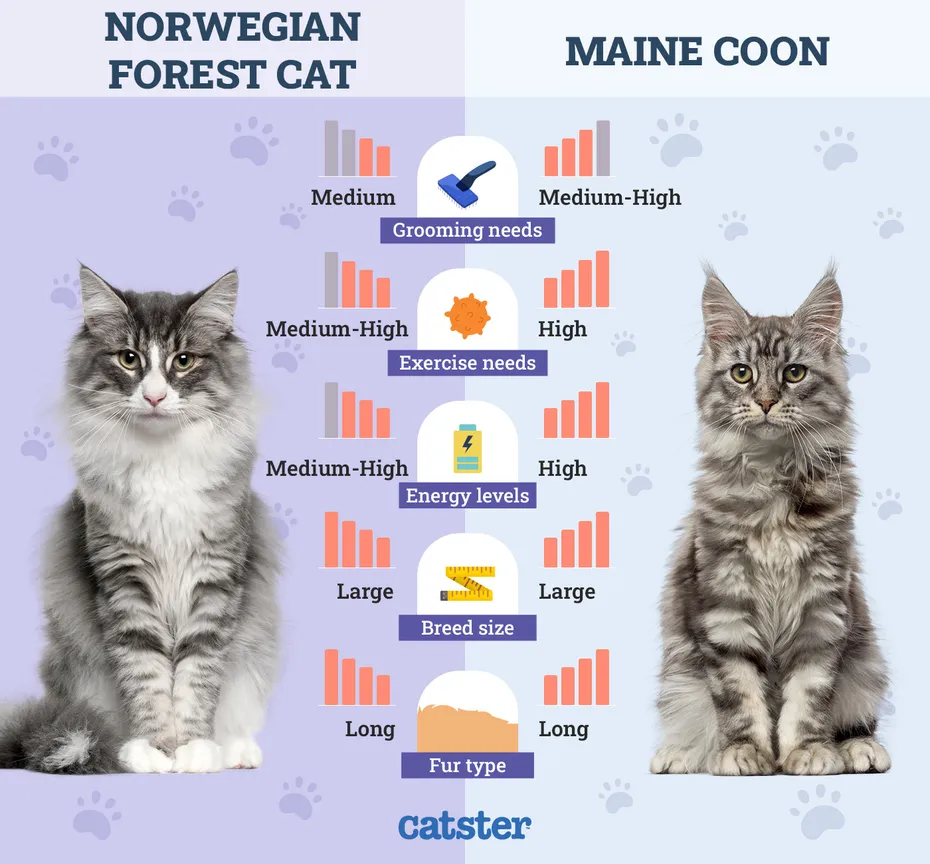 Catster_Side by Side Norwegian Forest Cat vs Maine Coon