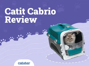 Catit Cabrio Carrier 2026 Review: Pros, Cons & Verdict