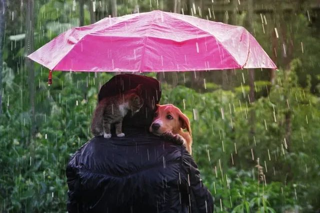 Where Did the Phrase “It’s Raining Cats and Dogs" Come From? 3 Possible Origins