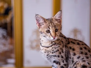 Are Savannah Cats Legal in the U.S.? 2026 Info Guide