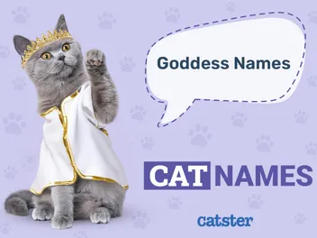 150 Goddess Cat Names: Ideas for Your Divine Friend