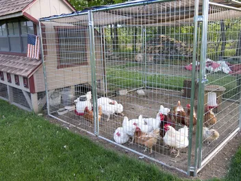 How to Keep Cats Away From Chickens: 8 Vet-Approved Tips