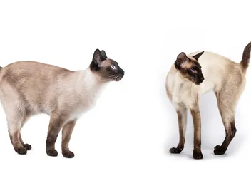 What’s the Difference Between a Siamese Cat and a Siamese Cat? It's Complicated