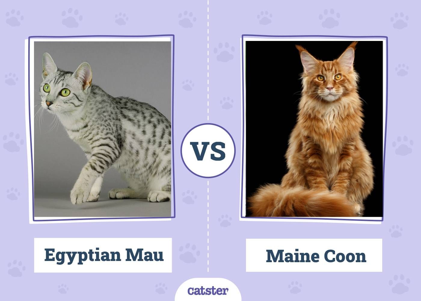 Egyptian Mau VS Maine Coon