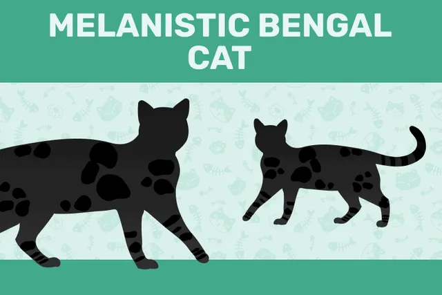 Black (Melanistic) Bengal Cat Breed: Info, Pictures, Care & Facts
