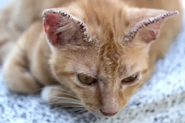Fungal Infections in Cats: Signs, Causes, and Treatment (Vet Answer)