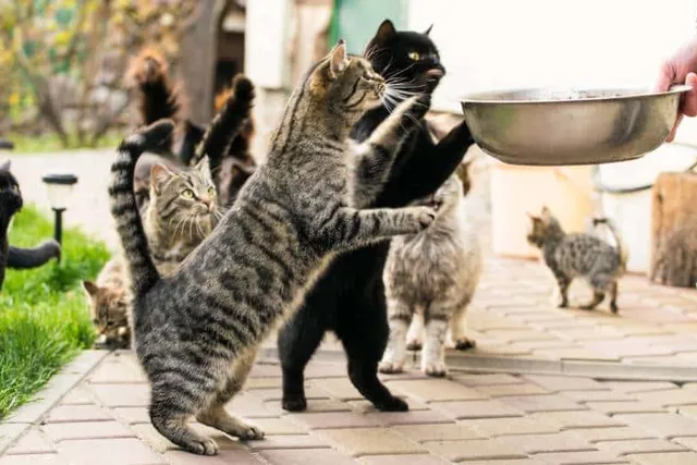 Cage-Free Cat Shelters: Are They a Good Thing? (Vet-Approved)