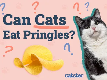 Can Cats Eat Pringles? Vet-Reviewed Facts & FAQ