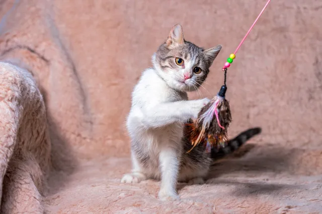 Why Do Cats Like Feathers? Our Vet Explains 4 Reasons & Safety Tips
