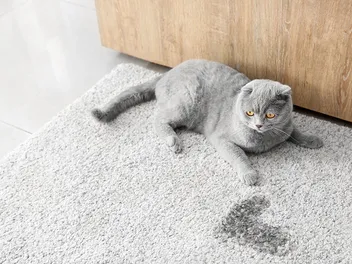 How To Remove Cat Urine Smell From Your Whole House: 5 Vet-Verified Tips