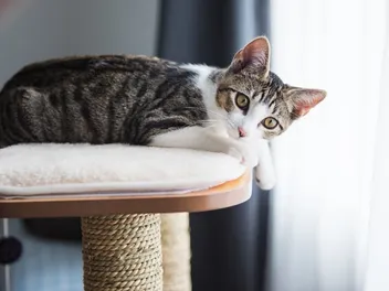 10 Best Cat Trees for Kittens in 2026 - Reviews And Top Picks