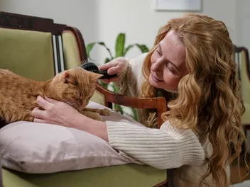 8 Best Cat Brushes in Canada: 2026 Reviews & Top Picks