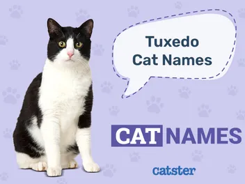 150+ Names for Tuxedo Cats: Fancy Options for Black & White Kitties