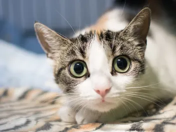 How Do Cat Eyes Work? Vet-Reviewed Facts & FAQ