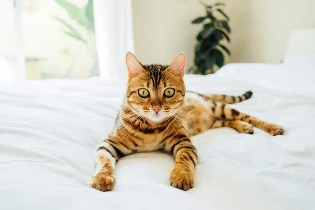 How to Keep Cats Off an Air Mattress: 9 Vet-Approved Methods