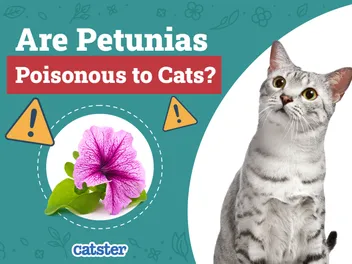 Are Petunias Poisonous to Cats? Vet Approved Houseplants Examined