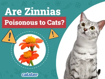 Are Zinnias Poisonous to Cats? Vet-Reviewed Houseplants Examined