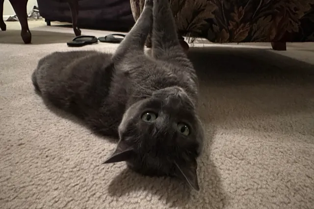 Vacationing With Your Cat: Olga’s Preference
