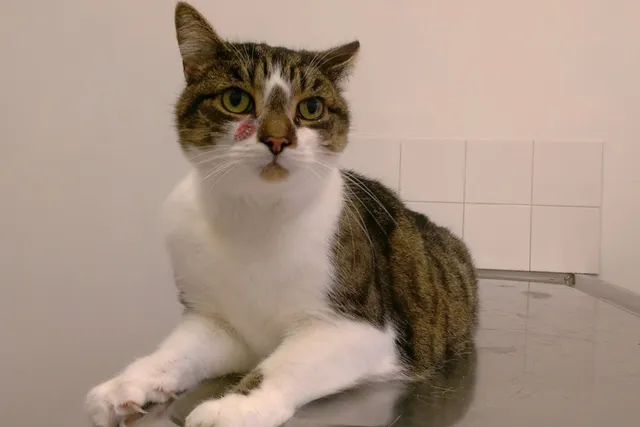 Basal Cell Tumors in Cats: Signs, Causes, Diagnosis & Care (Vet Answer)