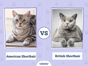 American Shorthair vs British Shorthair Cat: What’s the Difference? (With Pictures)
