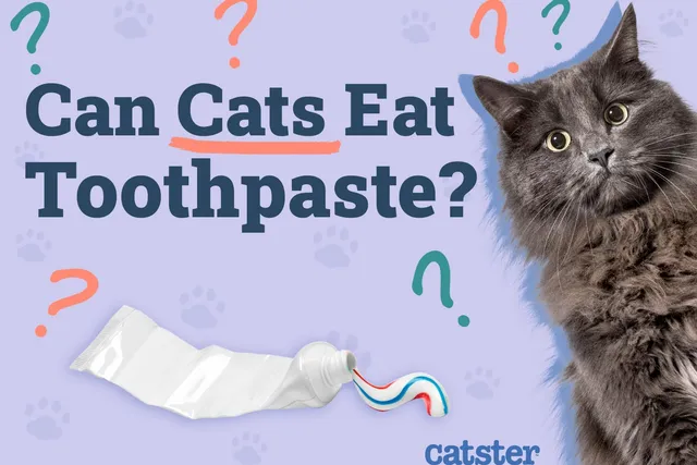 Can Cats Eat Toothpaste? Vet-Verified Risks & Precautions