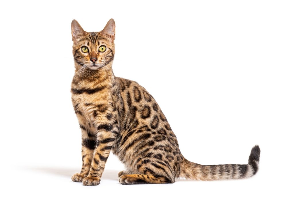 Bengal cat sitting and looking at the camera