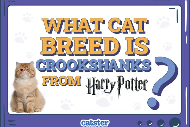 What Cat Breed Is Crookshanks from Harry Potter? Movie Facts