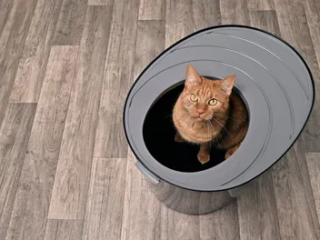 10 Best Litter Boxes for Messy Cats in 2026 – Reviews & Top Picks