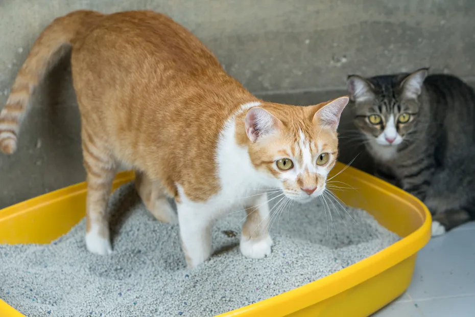 cat using cat litter