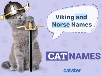 400 Viking & Norse Cat Names: Great Ideas for Strong Cats