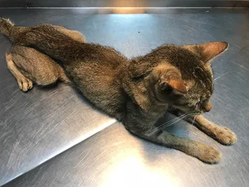 My Older Cat Is Losing Weight: 10 Vet-Reviewed Reasons
