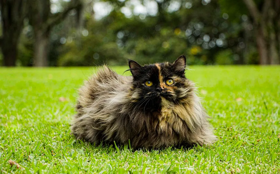 Tortoiseshell Shorthair cat