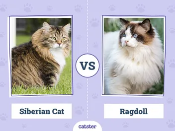 Siberian Cat vs. Ragdoll Cat: Vet-Verified Main Differences (With Pictures)