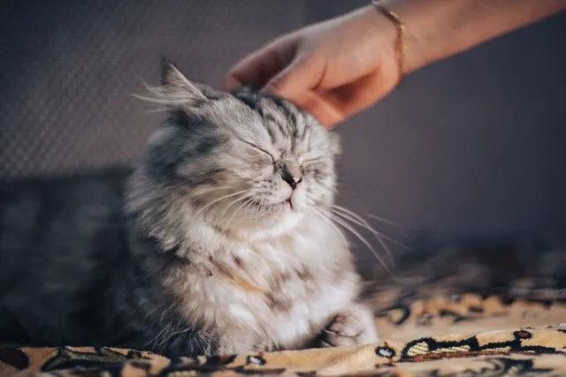 7 Simple Natural Home Remedies for Cat Hairballs (Vet Answer)