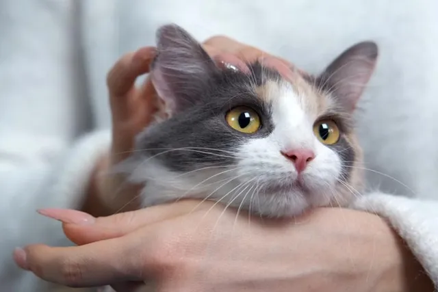 Why Is My Cat Purring All the Time?  5 Vet-Reviewed Reasons