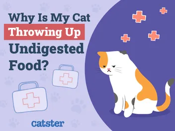 Why Is My Cat Throwing Up Undigested Food? Our Vet Explains 6 Potential Causes